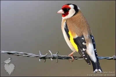 Quel est cet oiseau ?