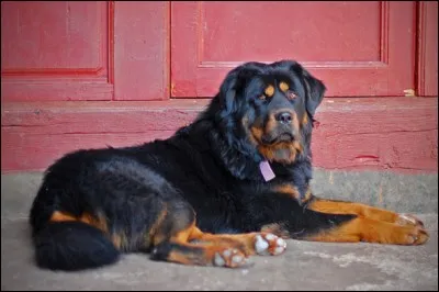 Dans ce même pays, quelle race de chien a été la plus cherchée sur le moteur de recherche ?