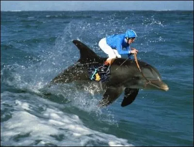 D - Un vélideltiste pratique le vol libre sur un "dauphin".