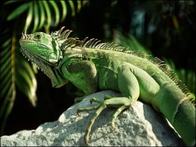 I - Cet animal, "l'iguane" fait partie de la famille des reptiles.