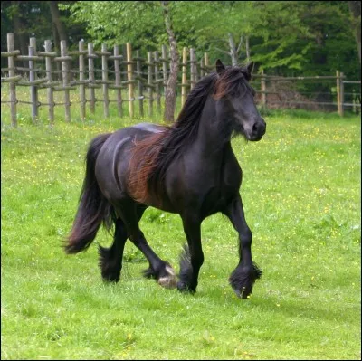 Quelle race est-ce ?