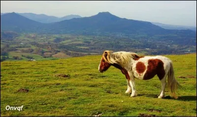 Quelle race est-ce ?