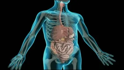 Si j'ajoute un I aux lettres du mot « Noël », j'obtiens un mot dont la définition peut correspondre à : « Une occasion de se mettre la ceinture ».