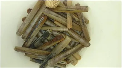 Si j'ajoute un S aux lettres du mot « Noël », j'obtiens un mot dont la définition peut correspondre à : « Peut ravager un camping ».