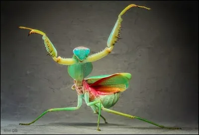 Montrez que vous avez un coeur de dragon !