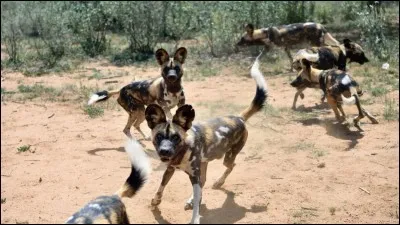 Vitesse et endurance sont mes principales caractéristiques !