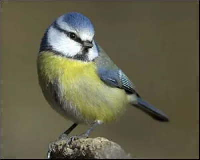 Quel oiseau te correspond ?