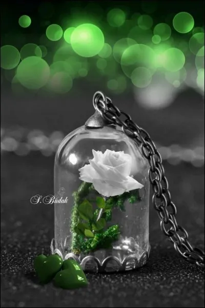 Dans quel livre apparaît une rose protégée par une cloche ?