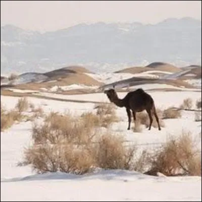 Elle a chanté « La neige au Sahara » en 1997. C'est :