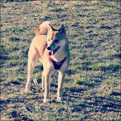 Qui a adopté un Shiba Inu en 2017 ?