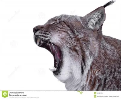 Dans l'ancien temps, en &Eacute;gypte, les chats avaient une sorte d'honneur ? Quel &eacute;tait cet "honneur" ?