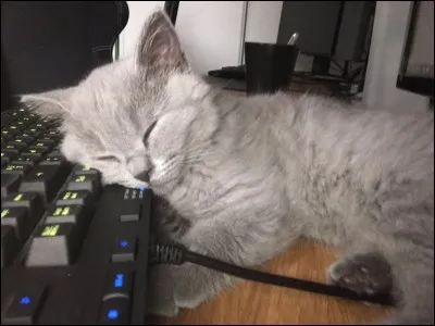 Quel est le nom scientifique de l'Exotic Shorthair ?