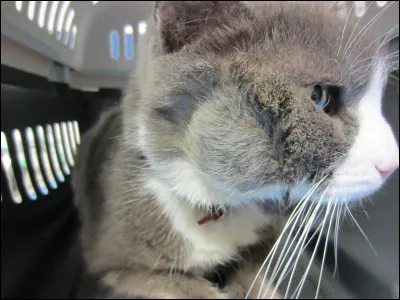 Que veut dire le chat quand il a la queue en forme de sucre d'orge ?