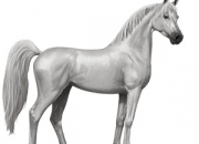 Quiz Les races de chevaux / poneys d'Equideow (1)
