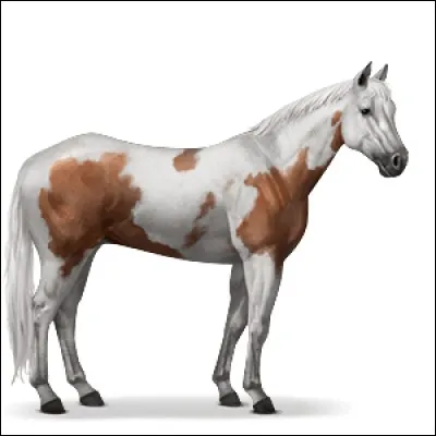 Quelle est la race de ce cheval ?