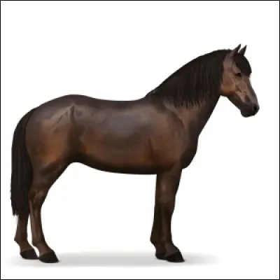 Il est magnifique non ? C'est un...