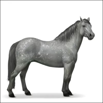 Quelle est la race de ce beau nounours ?