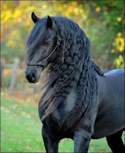 Le frison est un cheval...