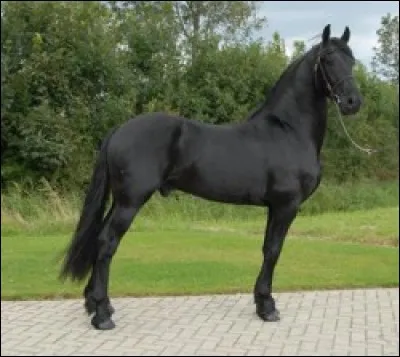 Le frison mesure environ...