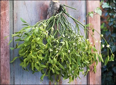 Parasite qui se met en boule dès qu'on veut le mettre à la porte.