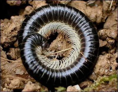 Retombe facilement sur ses pattes après s'être mis en boule.
