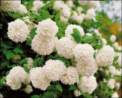 Peut se mettre en boule si elle est tombée.