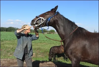 Combien de fois faut-il emmener son cheval chez le dentiste au minimum ?