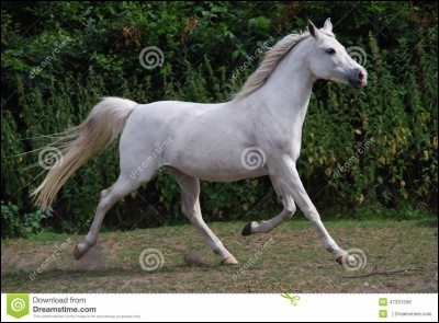 Quelle est la vitesse moyenne d'un cheval au trot ?