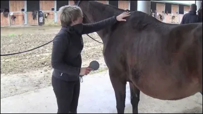 Quel est l'ordre du pansage complet ?