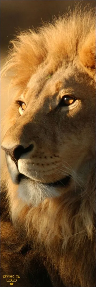 Comment se nomme le lion vaincu par Héraclès ?