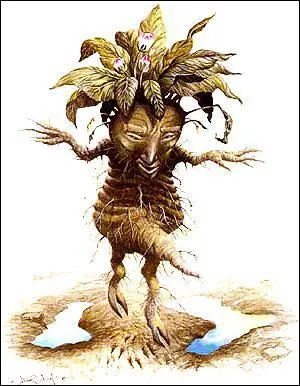 Comment se nomme la plante parasite appelée plus communément ''herbe des sorcières'' ?