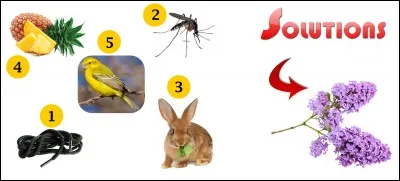 La solution est-elle la bonne réponse ?