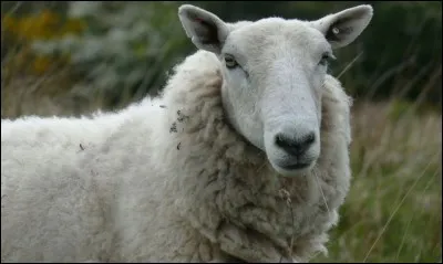 Comment s'appelle cet animal ?