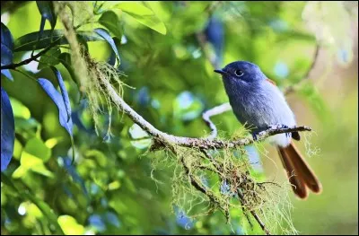 Comment s'appelle cet animal ?