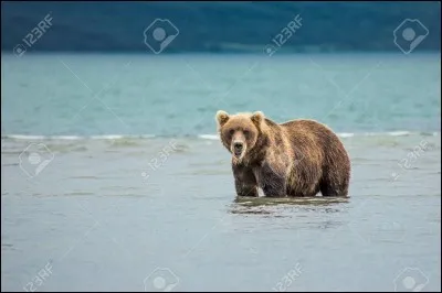 Comment s'appelle cet animal ?