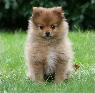 Comment s'appelle cet animal ?