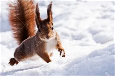 Comment s'appelle cet animal ?