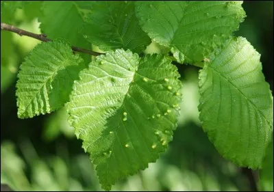 Attendez-moi sous ...