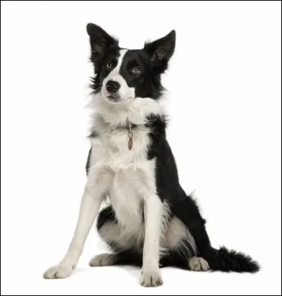 Quelle est cette race de chien ?