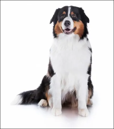 Quelle est cette race ?