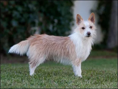 Quelle est cette race ?