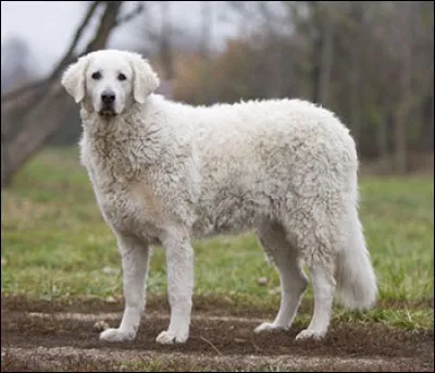 Quelle est cette race ?