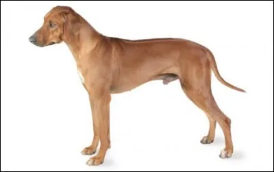 Quelle est cette race ?