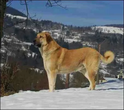 Le kangal est le chien le plus fort du monde ; surentraîné, un kangal réussit à venir à bout...