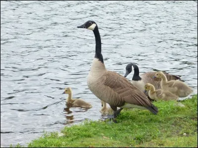 Quel animal est connu sous le nom latin de Branta canadensis ?