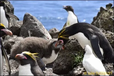 Lequel de ces manchots possède une crête de plumes jaunes sur sa tête ?