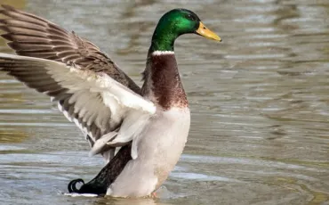 Quiz Animaux