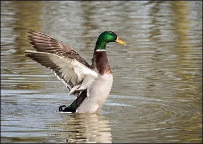 Le canard colvert fait-il partie des 89 espèces chassables ?