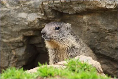La marmotte est une espèce ...