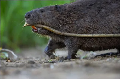 Le castor d'Europe est-il chassable ?